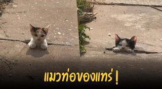 แมวจรจัด