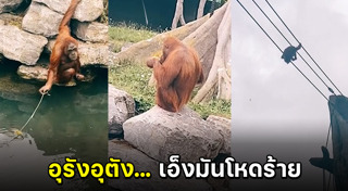 อุรังอุตัง