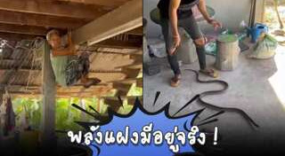 งูเข้าบ้าน