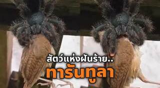 แมงมุมทารันทูล่า