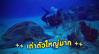 เต่าตนุ