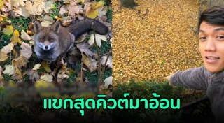 สุนัขจิ้งจอก