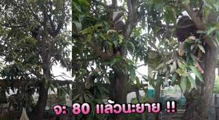 ปีนต้นไม้