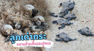 หมู่เกาะสุรินทร์