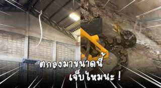 งูเข้าบ้าน