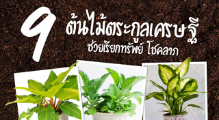 ไม้ประดับ