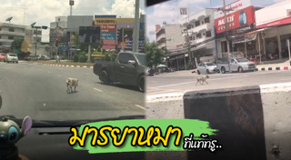 แกล้งถูกรถชน