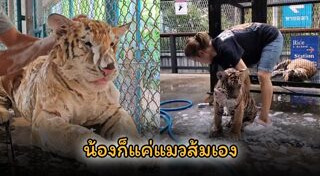 เสือโคร่ง