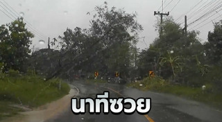 ต้นไม้ล้มทับคน