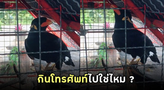 นกหายาก