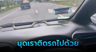 กู้ภัยจับงู