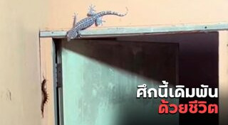 คลิปหายาก