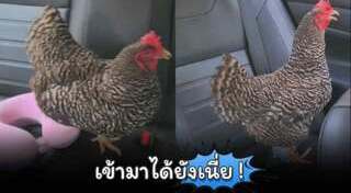 ไก่ชน