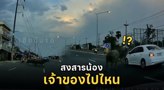 รถชนสัตว์