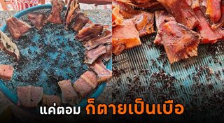 แมลงวัน