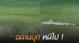 ฉลามกัดคน