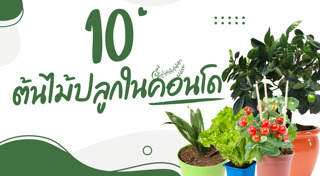 ปลูกต้นไม้ริมระเบียง