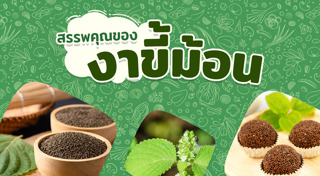 สมุนไพรไทย