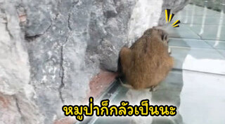 สะพานกระจก