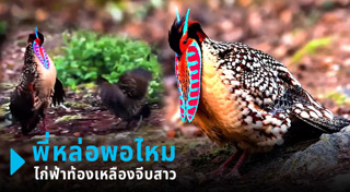 สัตว์ป่าสงวน