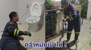 งูในชักโครก