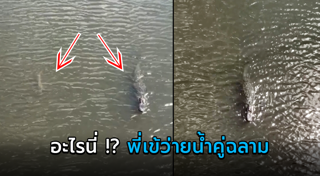 ฉลามยักษ์