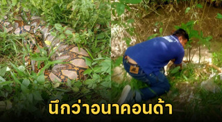 งูอนาคอนด้า