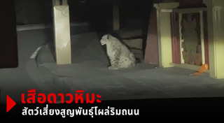 เสือดาว