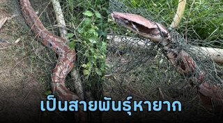 สัตว์ป่าคุ้มครอง