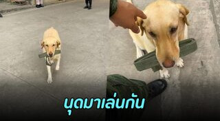 สุนัขทหาร