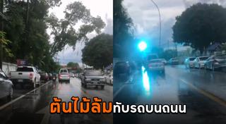 ต้นไม้ล้มทับคน