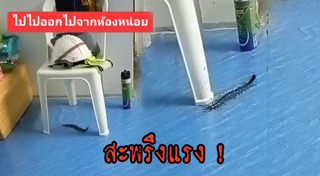 ตะขาบยักษ์