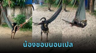 สัตว์น่ารักๆ