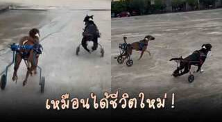 ช่วยเหลือสัตว์