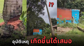 ตัดต้นไม้