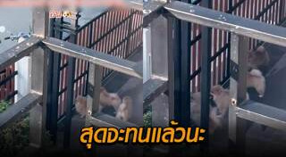 เพื่อนบ้านส่งเสียงดัง