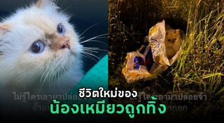 แมวถูกทิ้ง