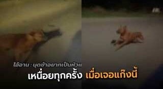 หมาดื้อ