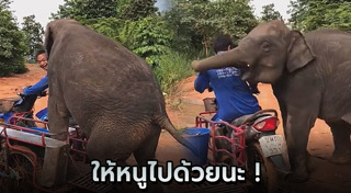 ลูกช้าง