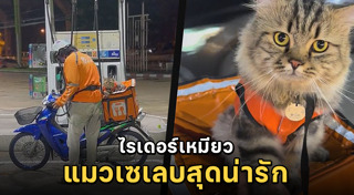 แมวเซเลบ