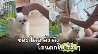 ปอมเมอเรเนียน