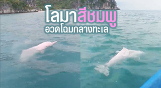 เกาะพะงัน