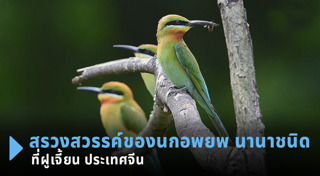 นกหายาก