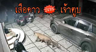 เสือดาว