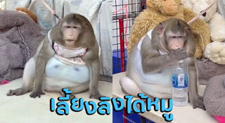 ลิงแสม