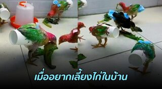 เลี้ยงไก่