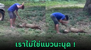 เสือดาว