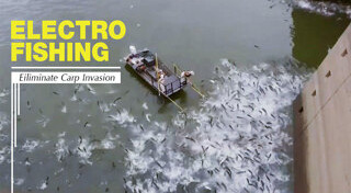 ปลาคาร์พ