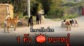 หมากัดกัน