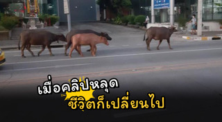 โรงฆ่าสัตว์